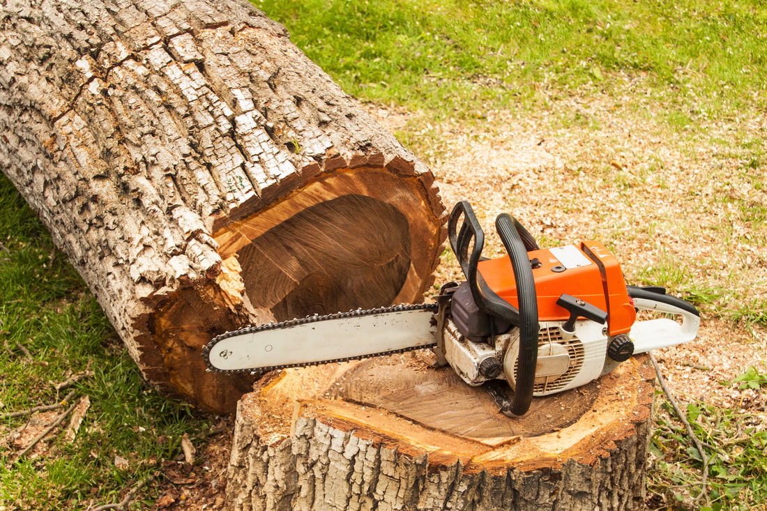 Tree removal in Vancouver WA