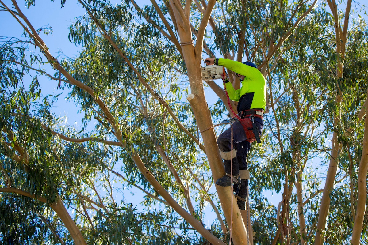 Certified Arborist in Vancouver